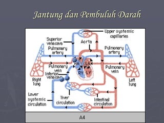 Jantung dan Pembuluh Darah
 