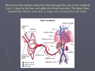 Blood from the mother enters the fetus through the vein in the umbilical
cord. It goes to the liver and splits into three branches. The blood then
reaches the inferior vena cava, a major vein connected to the heart.
 
