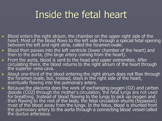 Inside the fetal heart
► Blood enters the right atrium, the chamber on the upper right side of the
heart. Most of the blood flows to the left side through a special fetal opening
between the left and right atria, called the foramen ovale.
► Blood then passes into the left ventricle (lower chamber of the heart) and
then to the aorta, (the large artery coming from the heart).
► From the aorta, blood is sent to the head and upper extremities. After
circulating there, the blood returns to the right atrium of the heart through
the superior vena cava.
► About one-third of the blood entering the right atrium does not flow through
the foramen ovale, but, instead, stays in the right side of the heart,
eventually flowing into the pulmonary artery.
► Because the placenta does the work of exchanging oxygen (O2) and carbon
dioxide (CO2) through the mother's circulation, the fetal lungs are not used
for breathing. Instead of blood flowing to the lungs to pick up oxygen and
then flowing to the rest of the body, the fetal circulation shunts (bypasses)
most of the blood away from the lungs. In the fetus, blood is shunted from
the pulmonary artery to the aorta through a connecting blood vessel called
the ductus arteriosus.
 