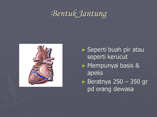 Bentuk Jantung
► Seperti buah pir atau
seperti kerucut
► Mempunyai basis &
apeks
► Beratnya 250 – 350 gr
pd orang dewasa
 