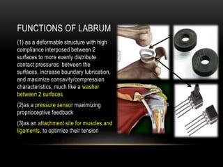 FUNCTIONS OF LABRUM 
(1) as a deformable structure with high 
compliance interposed between 2 
surfaces to more evenly distribute 
contact pressures between the 
surfaces, increase boundary lubrication, 
and maximize concavity/compression 
characteristics, much like a washer 
between 2 surfaces 
(2)as a pressure sensor maximizing 
proprioceptive feedback 
(3)as an attachment site for muscles and 
ligaments, to optimize their tension 
 