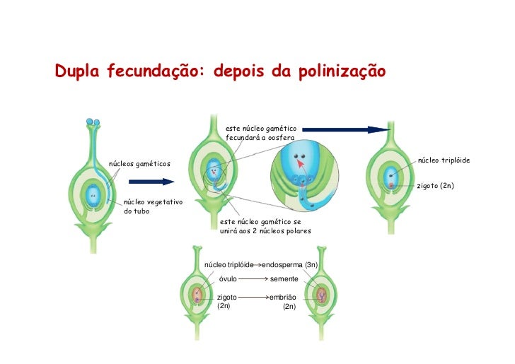 Fecundação Dupla Em Angiospermas: Definição E Processo – PVYR