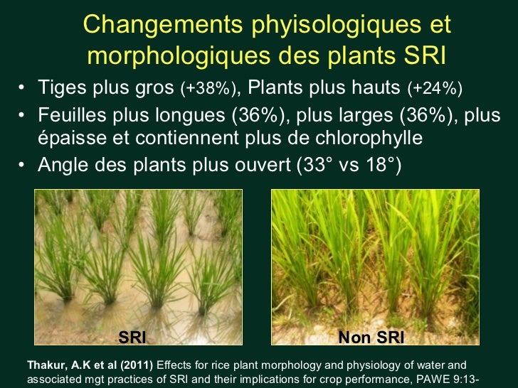 1287 Le Systeme De Riziculture Intensive Applications A Travers Le Mo