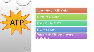 THE THREE STAGES OF CELLULAR RESPIRATION.pptx