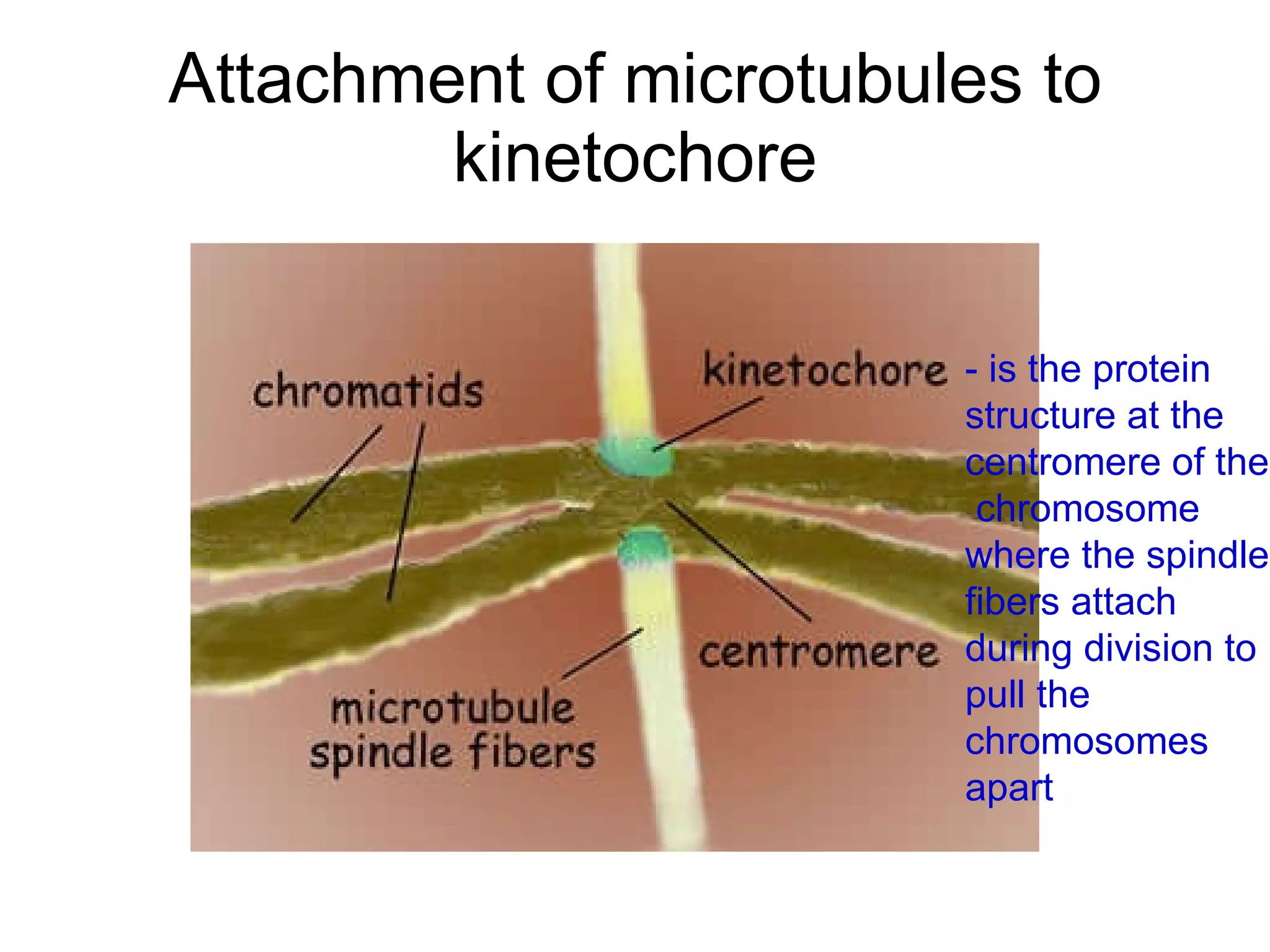 Chapter 18 Cell Division Lesson 3 - Stages of mitosis | PPT