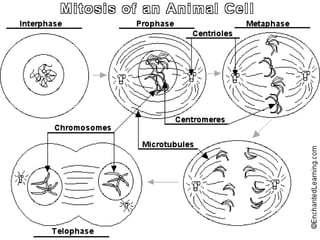Stages of mitosis with labels