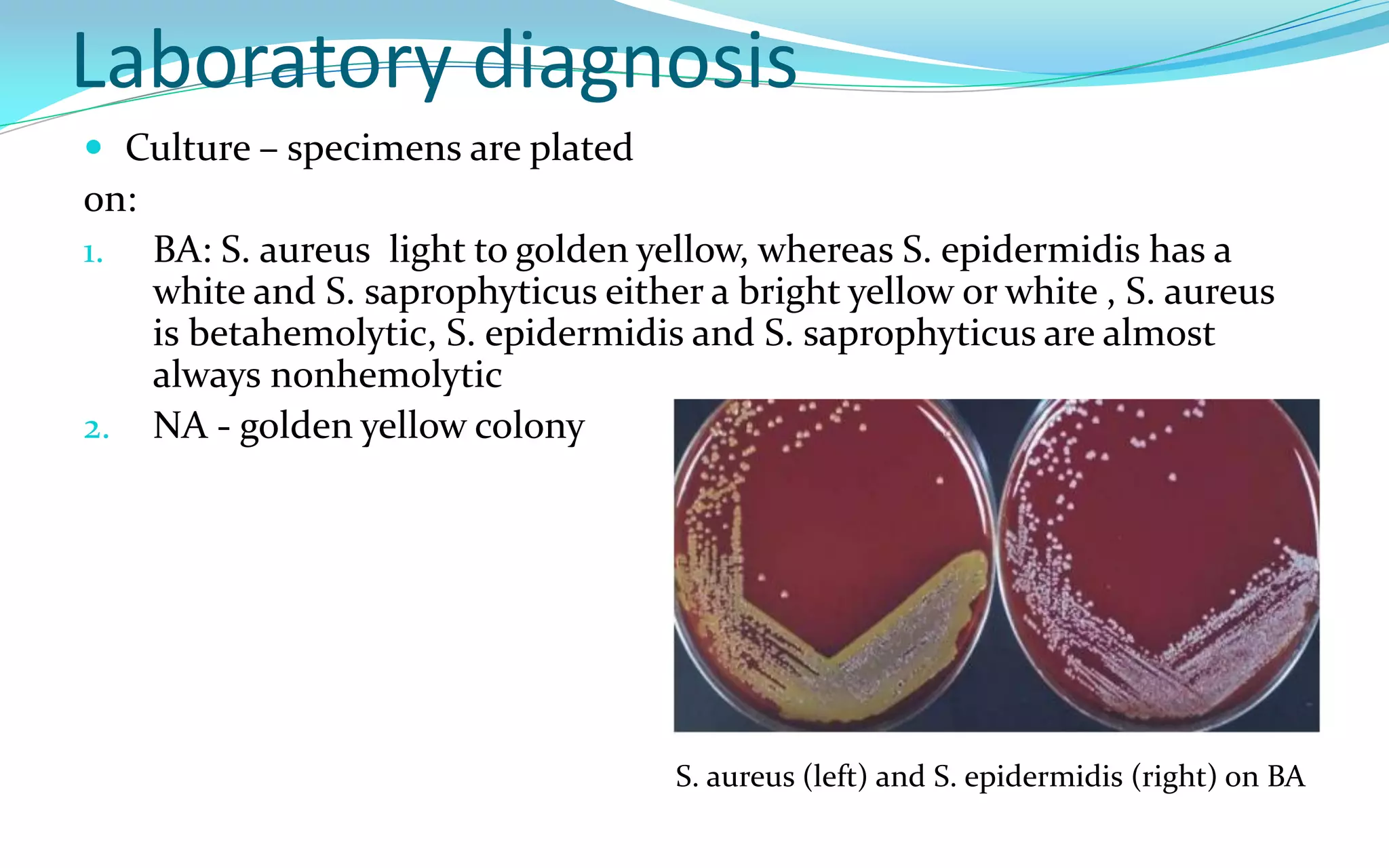 Laboratory diagnosis
 Culture – specimens are plated
on:
1. BA: S. aureus light to golden yellow, whereas S. epidermidis has a
white and S. saprophyticus either a bright yellow or white , S. aureus
is betahemolytic, S. epidermidis and S. saprophyticus are almost
always nonhemolytic
2. NA - golden yellow colony
S. aureus (left) and S. epidermidis (right) on BA
 