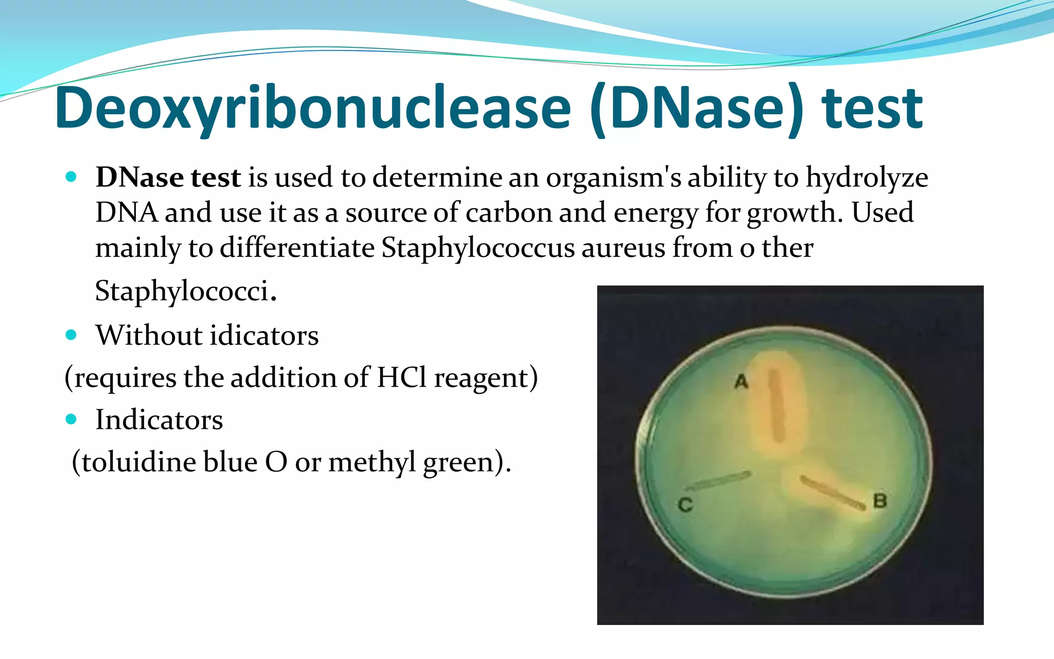 Deoxyribonuclease (DNase) test
 DNase test is used to determine an organism's ability to hydrolyze
DNA and use it as a source of carbon and energy for growth. Used
mainly to differentiate Staphylococcus aureus from o ther
Staphylococci.
 Without idicators
(requires the addition of HCl reagent)
 Indicators
(toluidine blue O or methyl green).
 