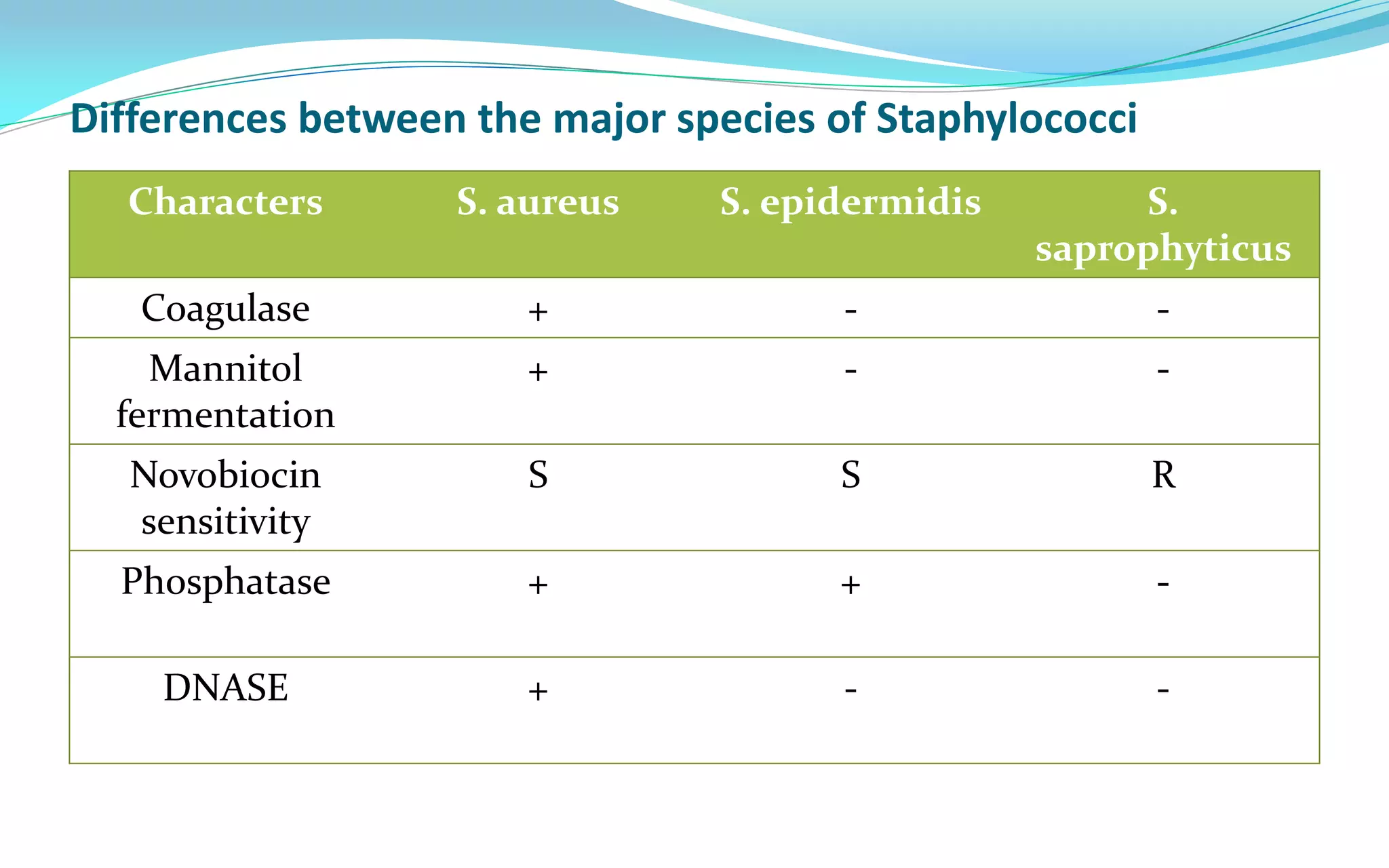Differences between the major species of Staphylococci
Characters S. aureus S. epidermidis S.
saprophyticus
Coagulase + - -
Mannitol
fermentation
+ - -
Novobiocin
sensitivity
S S R
Phosphatase + + -
DNASE + - -
 