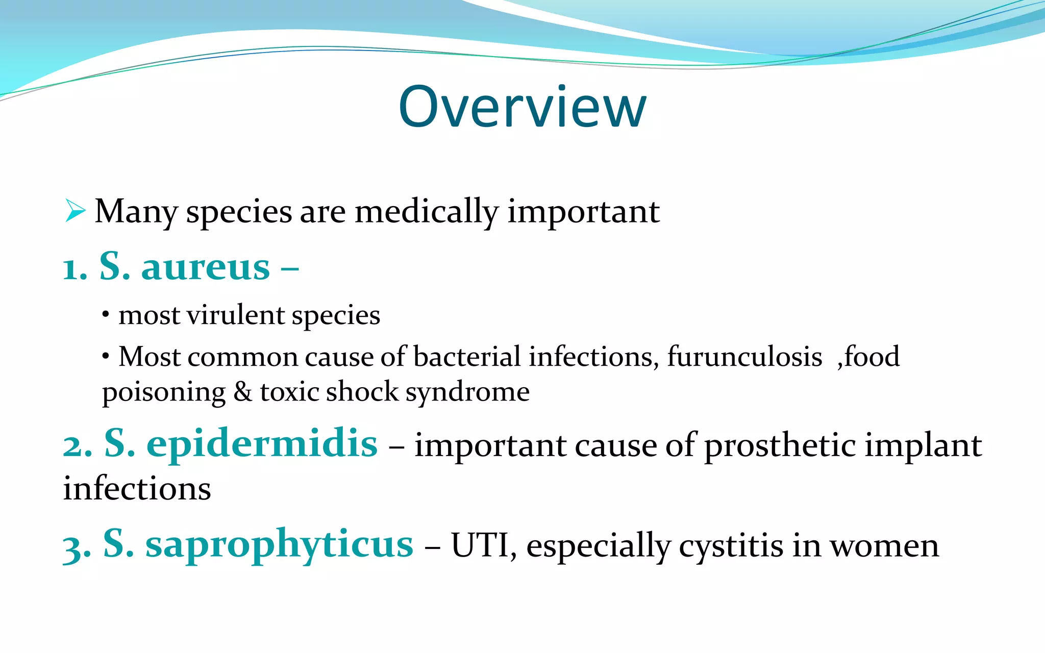 Overview
 Many species are medically important
1. S. aureus –
• most virulent species
• Most common cause of bacterial infections, furunculosis ,food
poisoning & toxic shock syndrome
2. S. epidermidis – important cause of prosthetic implant
infections
3. S. saprophyticus – UTI, especially cystitis in women
 