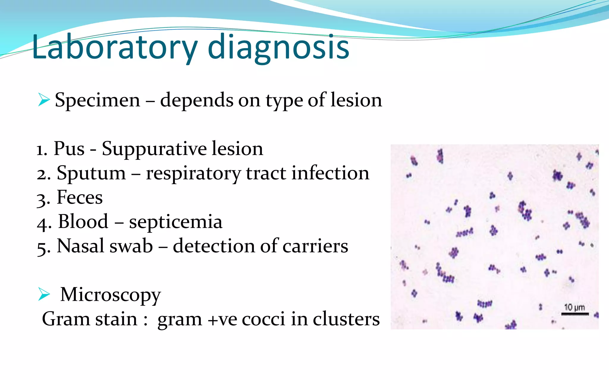 Laboratory diagnosis
 Specimen – depends on type of lesion
1. Pus - Suppurative lesion
2. Sputum – respiratory tract infection
3. Feces
4. Blood – septicemia
5. Nasal swab – detection of carriers
 Microscopy
Gram stain : gram +ve cocci in clusters
 