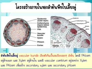 โครงสร้างภายในของลาต้นพืชใบเลี้ยงคู่
epidermis cortex stele
ลาต้นพืชใบเลี้ยงคู่ vascular bundle เรียงตัวกันเป็นระเบียบรอบๆ ลาต้น โดยมี Phloem
อยู่ด้านนอก และ Xylem อยู่ด้านใน และมี vascular cambium อยู่ระหว่าง Xylem
และ Phloem เพื่อสร้าง secondary xylem และ secondary phloem
 
