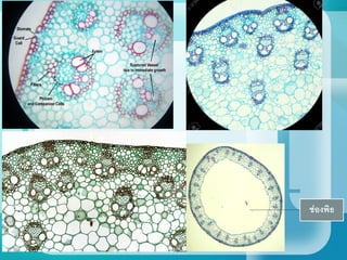 ช่องพิธ
 