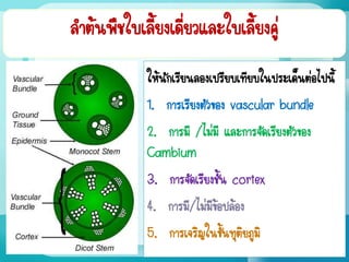 ลาต้นพืชใบเลี้ยงเดี่ยวและใบเลี้ยงคู่
ให้นักเรียนลองเปรียบเทียบในประเด็นต่อไปนี้
1. การเรียงตัวของ vascular bundle
2. การมี /ไม่มี และการจัดเรียงตัวของ
Cambium
3. การจัดเรียงชั้น cortex
4. การมี/ไม่มีข้อปล้อง
5. การเจริญในขั้นทุติยภูมิ
 