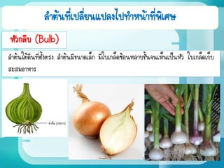 ลาต้นที่เปลี่ยนแปลงไปทาหน้าที่พิเศษ
หัวกลีบ (Bulb)
ลาต้นใต้ดินที่ตั้งตรง ลาต้นมีขนาดเล็ก มีใบเกล็ดซ้อนหลายชั้นจนเห็นเป็นหัว ใบเกล็ดเก็บ
สะสมอาหาร
 