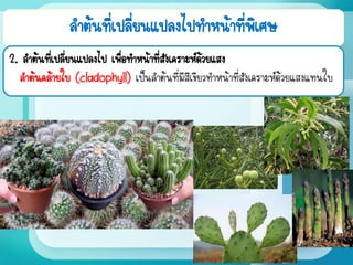 ลาต้นที่เปลี่ยนแปลงไปทาหน้าที่พิเศษ
2. ลาต้นที่เปลี่ยนแปลงไป เพื่อทาหน้าที่สังเคราะห์ด้วยแสง
ลาต้นคล้ายใบ (cladophyll) เป็นลาต้นที่มีสีเขียวทาหน้าที่สังเคราะห์ด้วยแสงแทนใบ
 