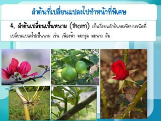 ลาต้นที่เปลี่ยนแปลงไปทาหน้าที่พิเศษ
4. ลาต้นเปลี่ยนเป็นหนาม (thorn) เป็นกิ่งบนลาต้นของพืชบางชนิดที่
เปลี่ยนแปลงไปเป็นนาม เช่น เฟื่องฟ้า มะกรูด มะนาว ส้ม
 