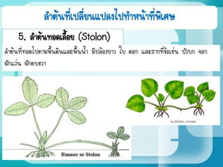 ลาต้นที่เปลี่ยนแปลงไปทาหน้าที่พิเศษ
5. ลาต้นทอดเลื้อย (Stolon)
ลาต้นที่ทอดไปตามพื้นดินและพื้นน้า มีปล้องยาว ใบ ดอก และรากที่ข้อเช่น บัวบก จอก
ผักแว่น ผักตบชวา
 