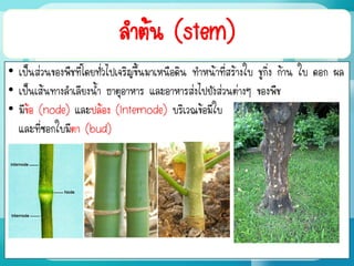 ลาต้น (stem)
• เป็นส่วนของพืชที่โดยทั่วไปเจริญขึ้นมาเหนือดิน ทาหน้าที่สร้างใบ ชูกิ่ง ก้าน ใบ ดอก ผล
• เป็นเส้นทางลาเลียงน้า ธาตุอาหาร และอาหารส่งไปยังส่วนต่างๆ ของพืช
• มีข้อ (node) และปล้อง (internode) บริเวณข้อมีใบ
และที่ซอกใบมีตา (bud)
 