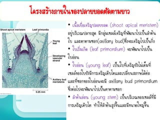 โครงสร้างภายในของปลายยอดตัดตามยาว
• เนื้อเยื่อเจริญปลอยยอด (shoot apical meristem)
อยู่บริเวณปลายสุด มีกลุ่มเซลล์เจริญที่พัฒนาไปเป็นลาต้น
ใบ และตาตามซอก(axillary bud)ซึ่งจะเจริญไปเป็นกิ่ง
• ใบเริ่มเกิด (leaf primordium) จะพัฒนาไปเป็น
ใบอ่อน
• ใบอ่อน (young leaf) เป็นใบที่เจริญยังไม่เต็มที่
เซลล์ของใบยังมีการเจริญเติบโตและเปลี่ยนสภาพได้ต่อ
และที่ซอกของใบอ่อนจะมี axillary bud primordium
ซึ่งต่อไปจะพัฒนาไปเป็นตาตามซอก
• ลาต้นอ่อน (young stem) เป็นบริเวณของเซลล์ที่มี
การเจริญเติบโต ทาให้ลาต้นสูงขึ้นและมีขนาดใหญ่ขึ้น
 