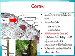 Cortex
• แคบกว่าในราก หรืออาจเห็นชั้นนี้ไม่
ชัดเจน
• ประกอบด้วยเนื้อเยื่อ
parenchyma
collenchyma
• ทาให้เกิดการแตกกิ่ง (branch)
• ในลาต้นอ่อนหรือในพืชล้มลุก เซลล์ที่
อยู่ใกล้ epidermis มักมี
chloroplast ทาให้ลาต้นเป็นสีเขียว
• ในพืชบางชนิด อาจมีเซลล์ที่ทาหน้าที่
หลั่งสาร เช่น น้ายาง
Cortex
 