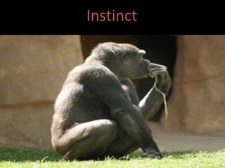 Instinct 