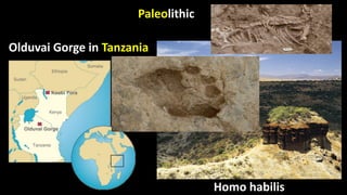 Paleolithic
Olduvai Gorge in Tanzania
Homo habilis
 