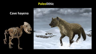 Paleolithic
Cave hayena
 