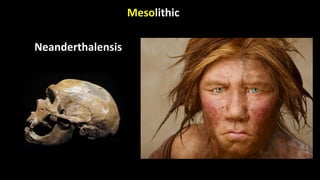 Mesolithic
Neanderthalensis
 