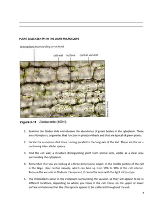 _____________________________________________________________________________________
_____________________________________________________________________________________

PLANT CELLS SEEN WITH THE LIGHT MICROSCOPE

1. Examine the Elodea slide and observe the abundance of green bodies in the cytoplasm. These
are chloroplasts, organelles that function in photosynthesis and that are typical of green plants.
2. Locate the numerous dark lines running parallel to the long axis of the leaf. These are the air –
containing intercellular spaces.
3. Find the cell wall, a structure distinguishing plant from animal cells, visible as a clear area
surrounding the cytoplasm.
4. Remember that you are looking at a three-dimensional object. In the middle portion of the cell
is the large, clear central vacuole, which can take up from 50% to 90% of the cell interior.
Because the vacuole in Elodea is transparent, it cannot be seen with the light microscope.
5. The chloroplasts occur in the cytoplasm surrounding the vacuole, so they will appear to be in
different locations, depending on where you focus in the cell. Focus on the upper or lower
surface and observe that the chloroplasts appear to be scattered throughout the cell.
7

 