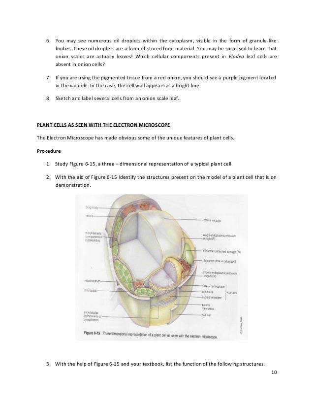 3 structure and_function_of_living_cells