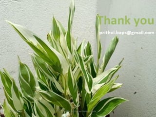 CA. Dr. Prithvi Ranjan Parhi
Thank You
124
 