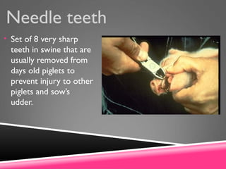 Needle teeth
• Set of 8 very sharp
teeth in swine that are
usually removed from
days old piglets to
prevent injury to other
piglets and sow’s
udder.
 