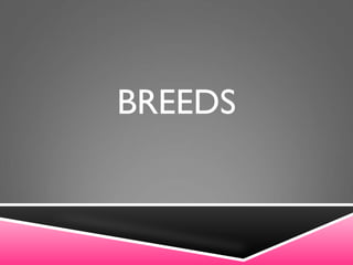 BREEDS
 