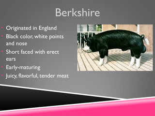Berkshire
• Originated in England
• Black color, white points
and nose
• Short faced with erect
ears
• Early-maturing
• Juicy, flavorful, tender meat
 