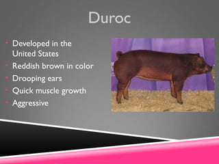 Duroc
• Developed in the
United States
• Reddish brown in color
• Drooping ears
• Quick muscle growth
• Aggressive
 