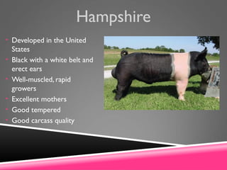 Hampshire
• Developed in the United
States
• Black with a white belt and
erect ears
• Well-muscled, rapid
growers
• Excellent mothers
• Good tempered
• Good carcass quality
 