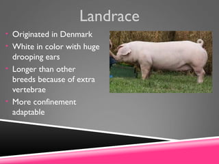 Landrace
• Originated in Denmark
• White in color with huge
drooping ears
• Longer than other
breeds because of extra
vertebrae
• More confinement
adaptable
 