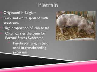 Pietrain
• Originated in Belgium
• Black and white spotted with
erect ears
• High proportion of lean to fat
• Often carries the gene for
Porcine Stress Syndrome
• Purebreds rare, instead
used in crossbreeding
programs
 