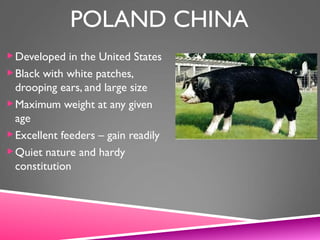 POLAND CHINA
Developed in the United States
Black with white patches,
drooping ears, and large size
Maximum weight at any given
age
Excellent feeders – gain readily
Quiet nature and hardy
constitution
 