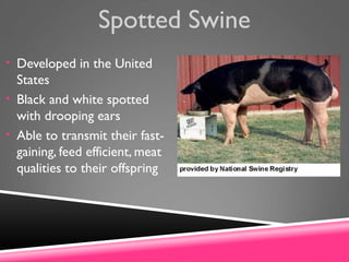 Spotted Swine
• Developed in the United
States
• Black and white spotted
with drooping ears
• Able to transmit their fast-
gaining, feed efficient, meat
qualities to their offspring
 