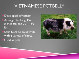 VIETNAMESE POTBELLY
Developed inVietnam
Average 3-ft long, 15-
inches tall, and 70 – 150
lbs
Solid black to solid white
with a variety of spots
Used as pets
 
