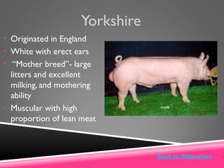 Yorkshire
• Originated in England
• White with erect ears
• “Mother breed”- large
litters and excellent
milking, and mothering
ability
• Muscular with high
proportion of lean meat
Back to Objectives
 