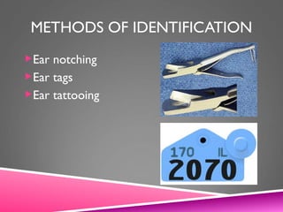 METHODS OF IDENTIFICATION
Ear notching
Ear tags
Ear tattooing
 