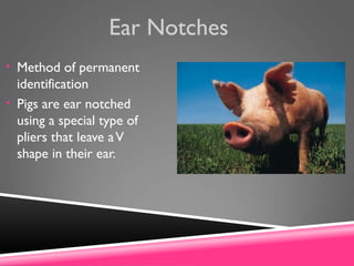 Ear Notches
• Method of permanent
identification
• Pigs are ear notched
using a special type of
pliers that leave aV
shape in their ear.
 