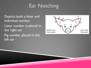 Ear Notching
• Depicts both a litter and
individual number.
• Litter number is placed in
the right ear
• Pig number placed in the
left ear
 