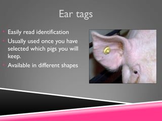 Ear tags
• Easily read identification
• Usually used once you have
selected which pigs you will
keep.
• Available in different shapes
 