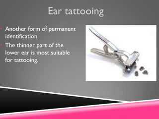 Ear tattooing
• Another form of permanent
identification
• The thinner part of the
lower ear is most suitable
for tattooing.
 