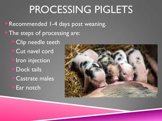 PROCESSING PIGLETS
Recommended 1-4 days post weaning.
The steps of processing are:
Clip needle teeth
Cut navel cord
Iron injection
Dock tails
Castrate males
Ear notch
 