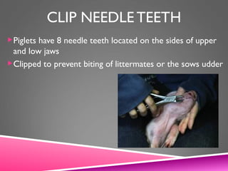 CLIP NEEDLE TEETH
Piglets have 8 needle teeth located on the sides of upper
and low jaws
Clipped to prevent biting of littermates or the sows udder
 